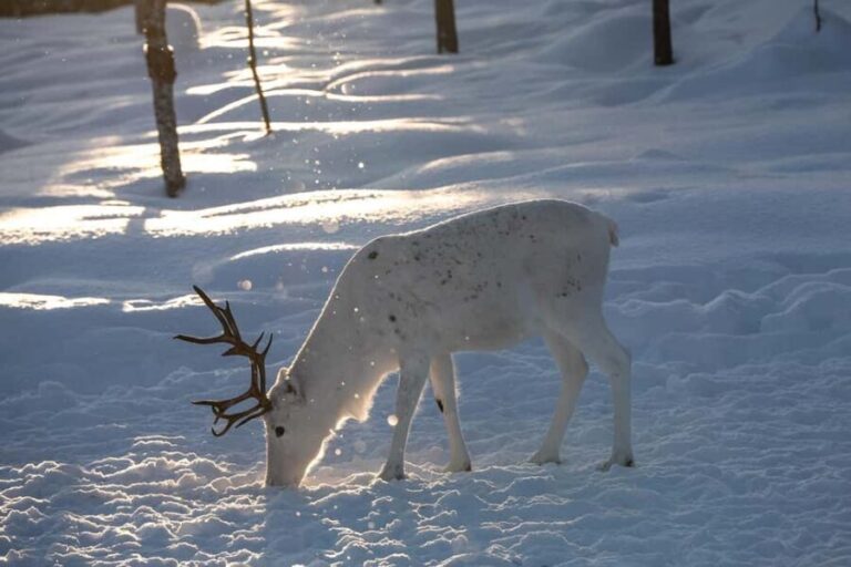 Muotkantunturi Park, Inari - Smoked salmon from Lake Inari and the Northern Lights - Tasting and Atmosphere
