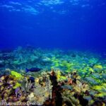 MUSA Museum and Colorful Reef 2 Tank Dive-Certified Divers - What You Can Expect During the Dive