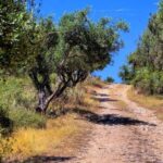 Musai Olive Oil Tour and Tasting - Who Should Consider This Tour?