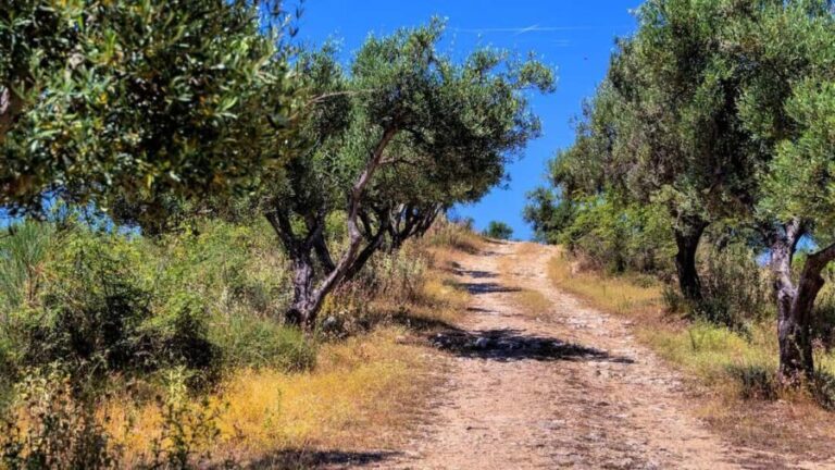 Musai Olive Oil Tour and Tasting - Who Should Consider This Tour?