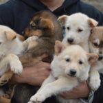 Mush Your Own Sled Dog Team (Summer/Fall Tour) - FAQ