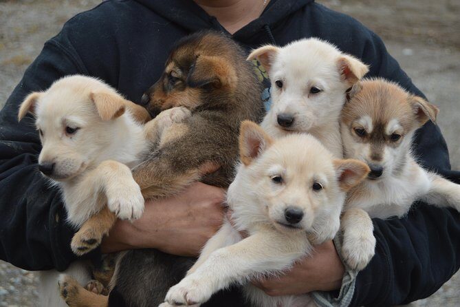 Mush Your Own Sled Dog Team (Summer/Fall Tour) - FAQ