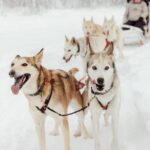 Mush Your Own Sled Dog Team (Winter Tour) in Talkeetna, Alaska - Who Should Consider This Tour?