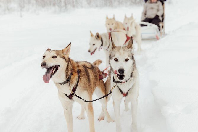 Mush Your Own Sled Dog Team (Winter Tour) in Talkeetna, Alaska - Who Should Consider This Tour?