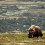 Muskox Safari from Hjerkinn | Dovre & Lesja Aktiv - Is This Tour Worth the Price?