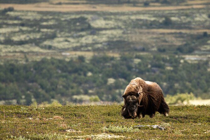 Muskox Safari from Hjerkinn | Dovre & Lesja Aktiv - Is This Tour Worth the Price?