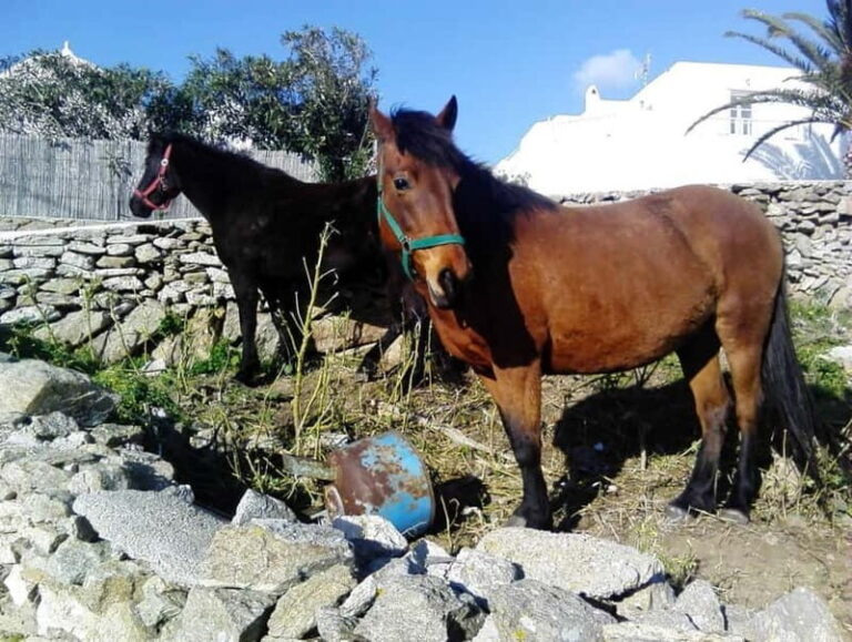 Mykonos Family Jeep Adventure: Farm, Winery and Beach Fun - The Itinerary Breakdown