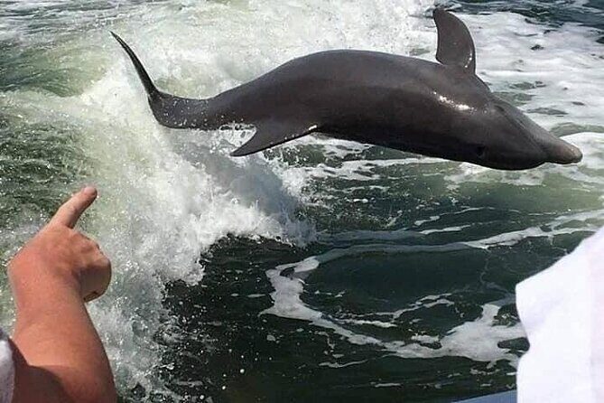 Myrtle Beach Dolphin Cruise - The Dolphin Spotting Experience