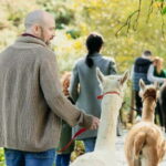 N. Ireland: Award Winning Guided Scenic Alpaca Trekking - What to Expect from the Alpaca Trekking Experience