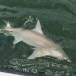 Naples Inshore Fishing Charters - What to Expect During the Trip