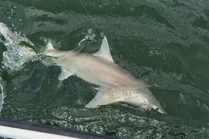 Naples Inshore Fishing Charters - What to Expect During the Trip