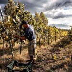 Naples: Mount Vesuvius Vineyard Tour w/ Lunch & Wine Tasting - An In-Depth Look at the Mount Vesuvius Vineyard Tour