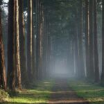 National Park Veluwe Guided Walk with Coffee and Cake - Wildlife and Nature Encounters