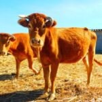 NATURA TOUR - Countryside of Lagos - ECO TUK and LOCAL guide - Points to Consider