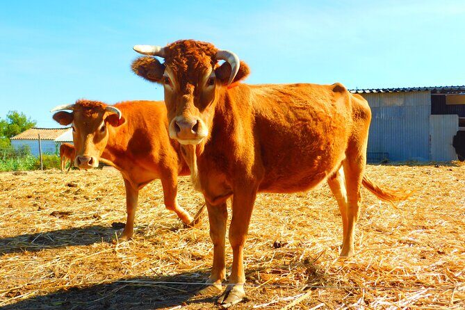 NATURA TOUR - Countryside of Lagos - ECO TUK and LOCAL guide - Points to Consider