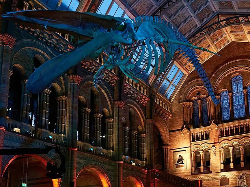 Natural Museum: Butterflies, Gems, Dinosaurs Explored - What You’ll See and Do