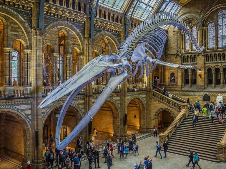 Natural Museum: Diplodocus, Volcanoes, Whale, and Gems - What We Like and What to Watch Out For