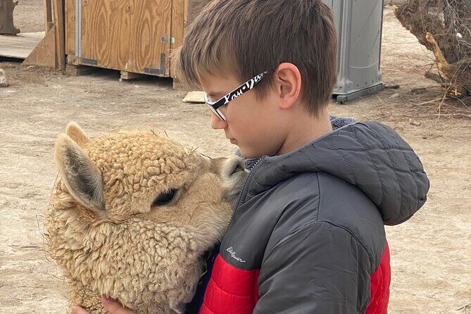 Nature Health Farms Alpaca Farm Petting Zoo Pahrump Death Valley - Real Traveler Perspectives