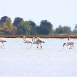Nature Kayak Tour: Exploring Europes Largest Lagoon - The Value of this Tour