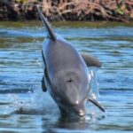 Nauti Exposures - Guided kayak tour through the Mangroves - An Overview of Nauti Exposures’ Guided Kayak Tour