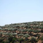 Naxos Dream Tour: Local Flavors, Olive Oil, Lunch - The Practical Side: What to Expect and Considerations