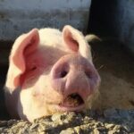 Naxos Farm Experience and cheese making - Is It Worth the Price?