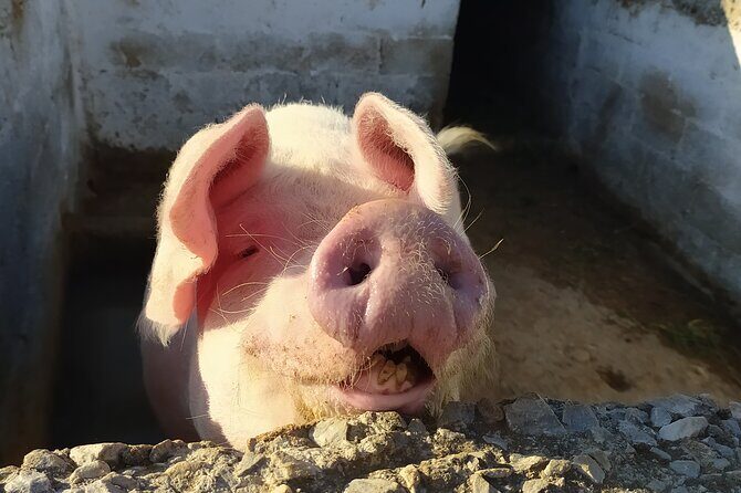 Naxos Farm Experience and cheese making - Is It Worth the Price?