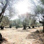 Naxos: Naxian Delights Private Culinary Tour with Tastings - Who Should Consider This Tour?