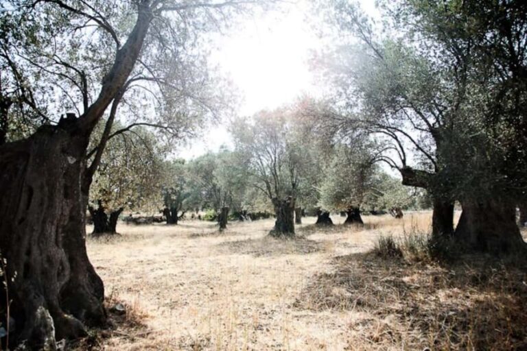 Naxos: Naxian Delights Private Culinary Tour with Tastings - Who Should Consider This Tour?