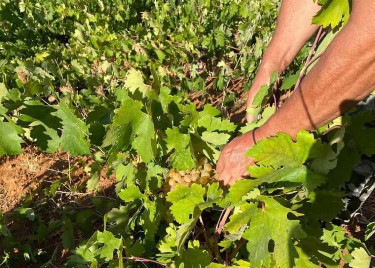 Naxos: Private Wine Three and Half-Hour Experience - Who Will Love This Tour?