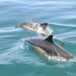 Nazaré: Dolphin Safari - Why the Price is Fair for What You Get