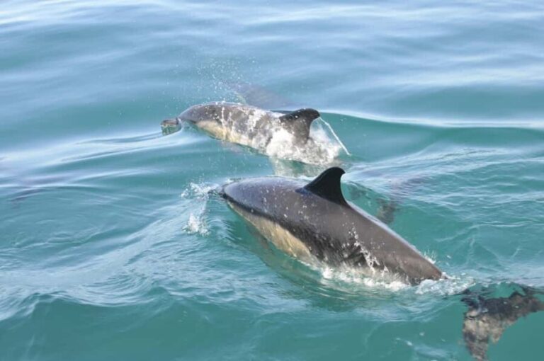 Nazaré: Dolphin Safari - Why the Price is Fair for What You Get