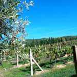 Near Cagliari: The World of Natural Wine at "In Our Garden" - A Closer Look at the Experience
