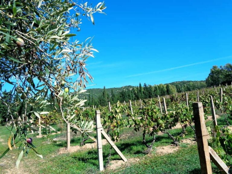 Near Cagliari: The World of Natural Wine at "In Our Garden" - A Closer Look at the Experience