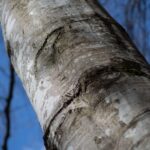 Near Rome: Hike in the ancient UNESCO-heritage forest - Why It’s a Good Value