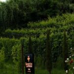 Neive: come and discover my little winery - Who Will Love This Tour?