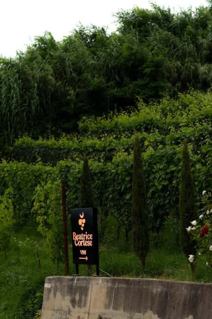 Neive: come and discover my little winery - Who Will Love This Tour?
