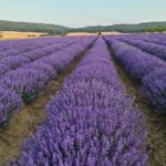 Nessebar: The best locations for a photo shoot & Lavender fields - The Value of the Experience