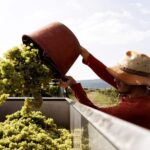 Neustadt: Wine tasting with cellar tour and vineyard tour - What makes this tour special?