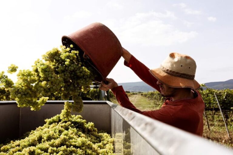 Neustadt: Wine tasting with cellar tour and vineyard tour - What makes this tour special?