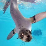 New England Aquarium Admission Ticket in Boston - Visiting Details & Practical Tips