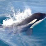 New: Into the Wild - 3H w/Marine Biologists - dolphins &more - Final Thoughts