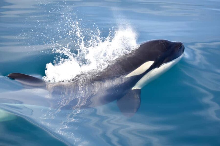 New: Into the Wild - 3H w/Marine Biologists - dolphins &more - Final Thoughts