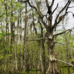 New Orleans Swamp and Bayou Boat Tour with Transportation - The Experience From a Traveler’s Perspective