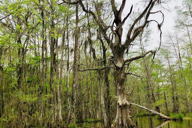 New Orleans Swamp and Bayou Boat Tour with Transportation - The Experience From a Traveler’s Perspective