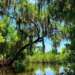 New Orleans Swamp Tour Boat Adventure with Transportation - Who Is This Tour Best For?