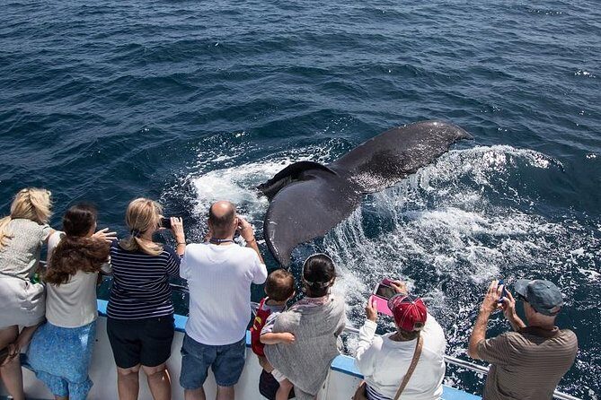Newport Beach Whale and Dolphin Watching Cruise - The Practicalities: What to Keep in Mind