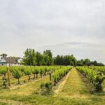 Niagara-on-the-Lake Wine Tour with Lunch -Private Tour in Classic English Cab - Who Is This Tour Best For?