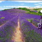 Nice: Gorges of Verdon and Fields of Lavender Tour - Who Is This Tour Best For?