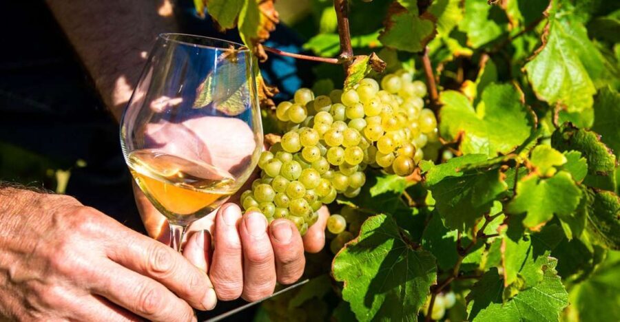 Nice: Provence Village Tour with Wine and Produce Tasting - Whats the Real Value?